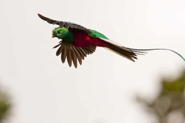 Costa Rica Resplendent quetzal in flight